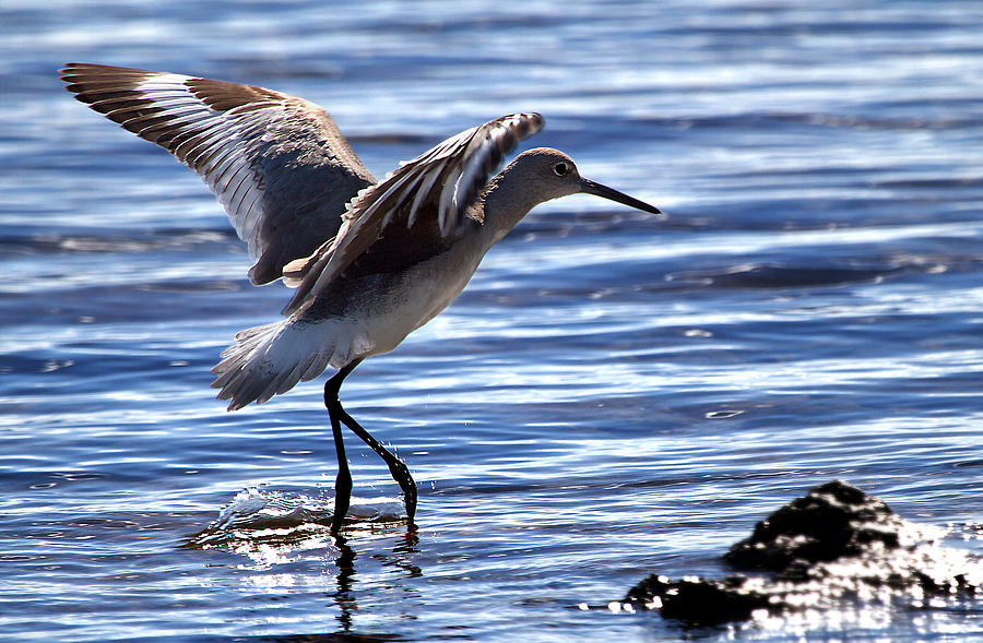Willet coming in to land at Boca Chica Florida Keys Photograph by Mr Bennett Kent