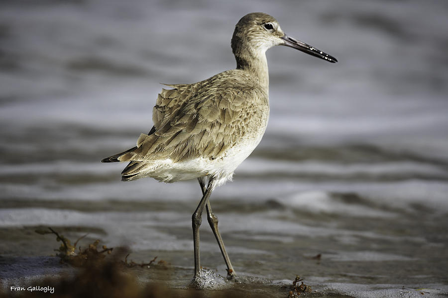 Willet Photograph by Fran Gallogly