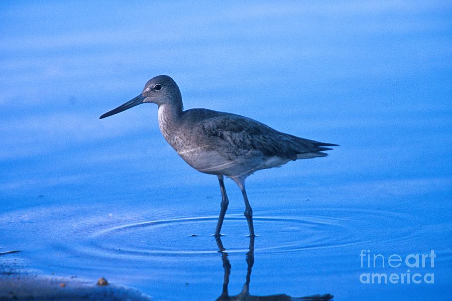 Willet in Blue water Photograph by John Harmon