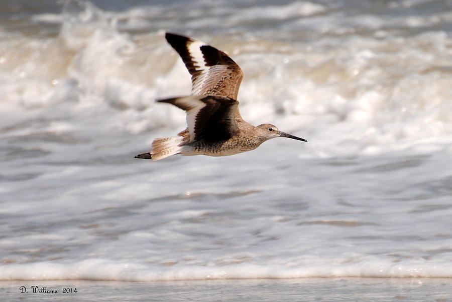 Willet in flight Photograph by Dan Williams