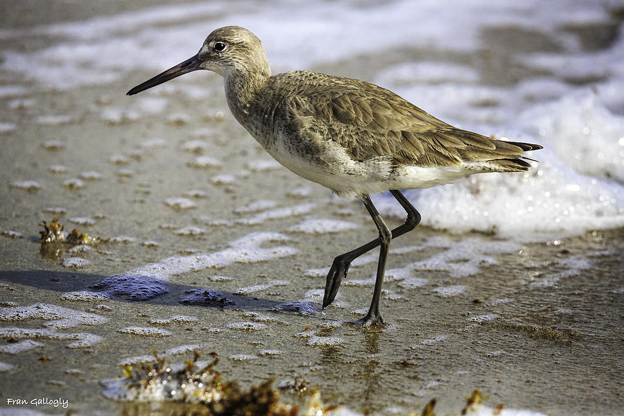Willet in the Surf Photograph by Fran Gallogly
