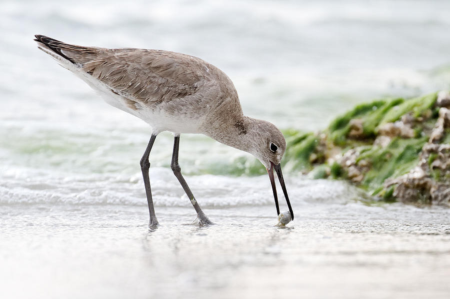 Willet Photograph by Jeremy Cozannet - Fine Art America