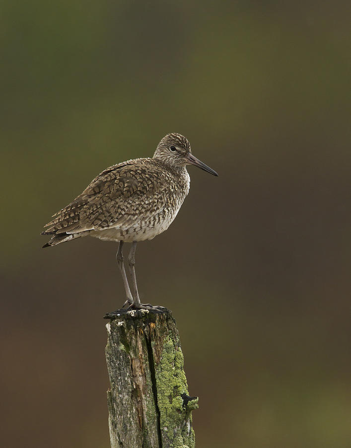 Willet on a Post Photograph by John Vose