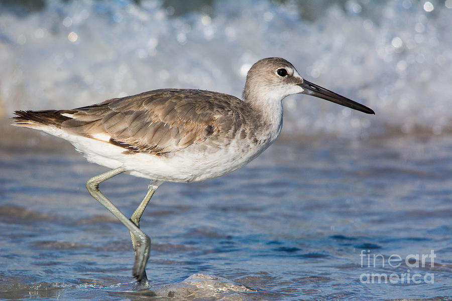 Willet on the Beach Photograph by John Greco