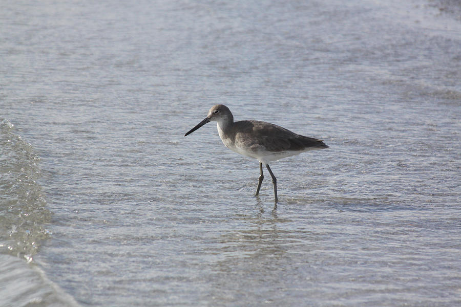 Willet Profile Photograph by Jean Macaluso