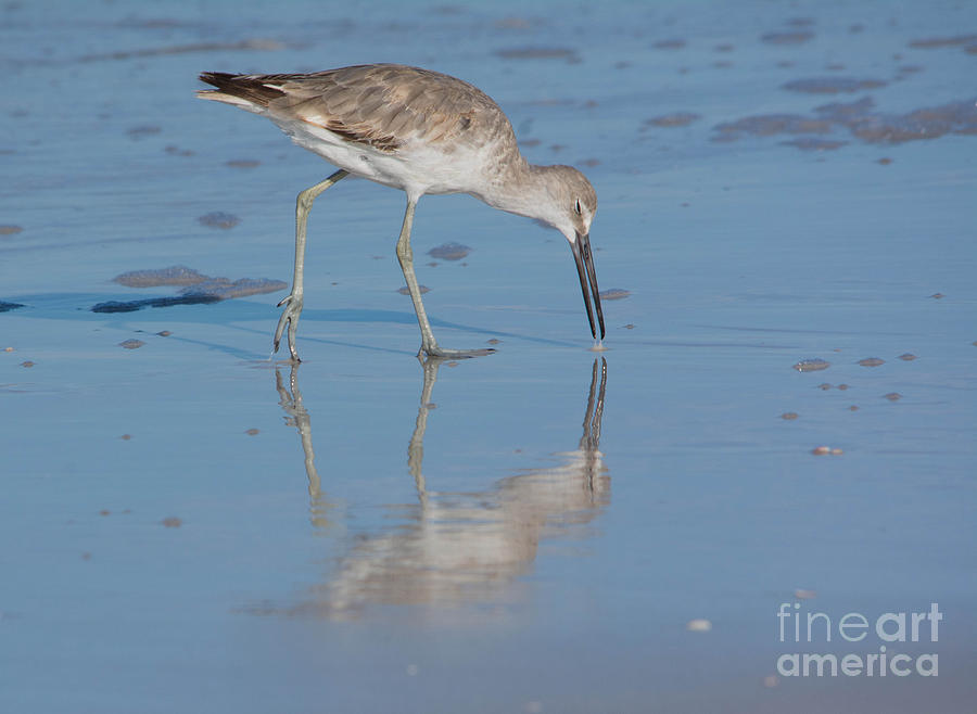 Willet Reflection Photograph by John Greco