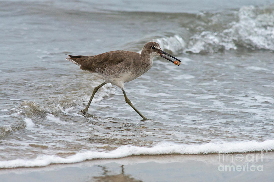 Willet With Mole Crab Photograph by Anthony Mercieca