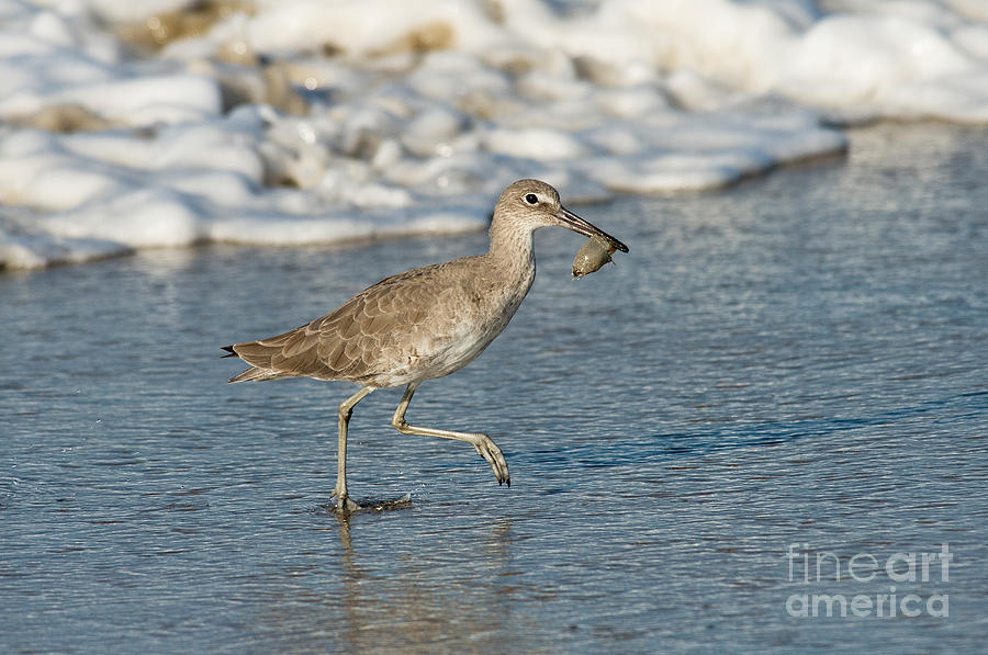 Willet With Sand Crab Photograph by Anthony Mercieca