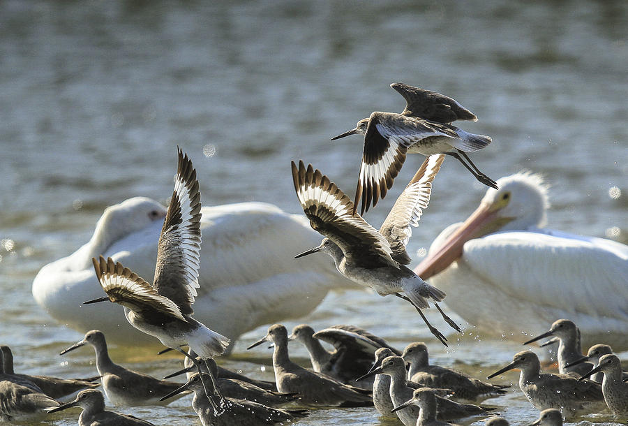 Willets and White Pelicans Photograph by Doug McPherson