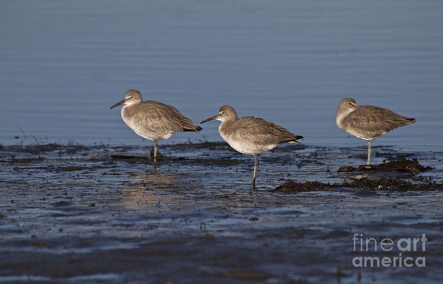 Willets in the river Photograph by Ruth Jolly