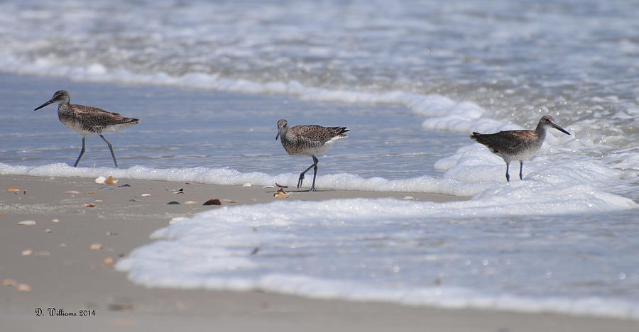 Willets on Ocracoke Photograph by Dan Williams