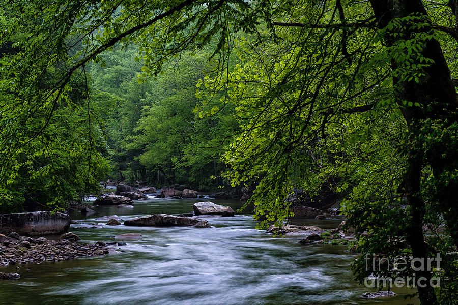 Spring Photograph - Williams River Scenic Backway by Thomas R Fletcher