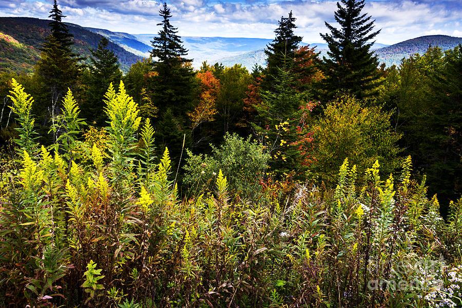 Williams River Valley Photograph by Thomas R Fletcher