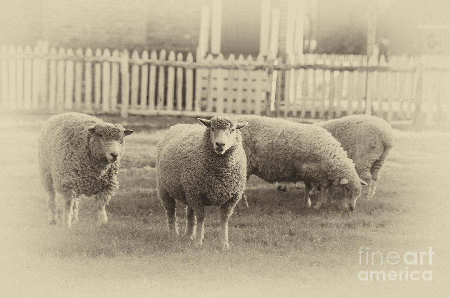 Williamsburg Sheep Photograph by Terry Rowe