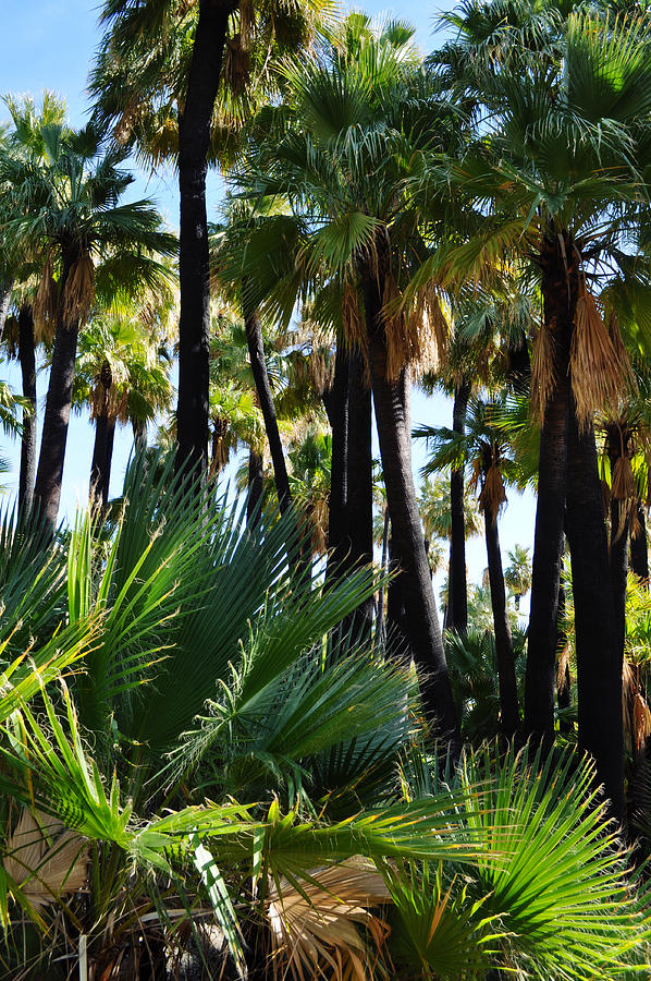 Willis Palm Oasis Photograph by Kyle Hanson