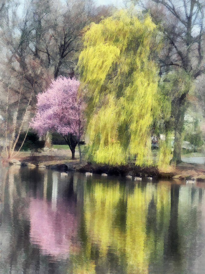 Spring Photograph - Willow and Cherry by Lake by Susan Savad