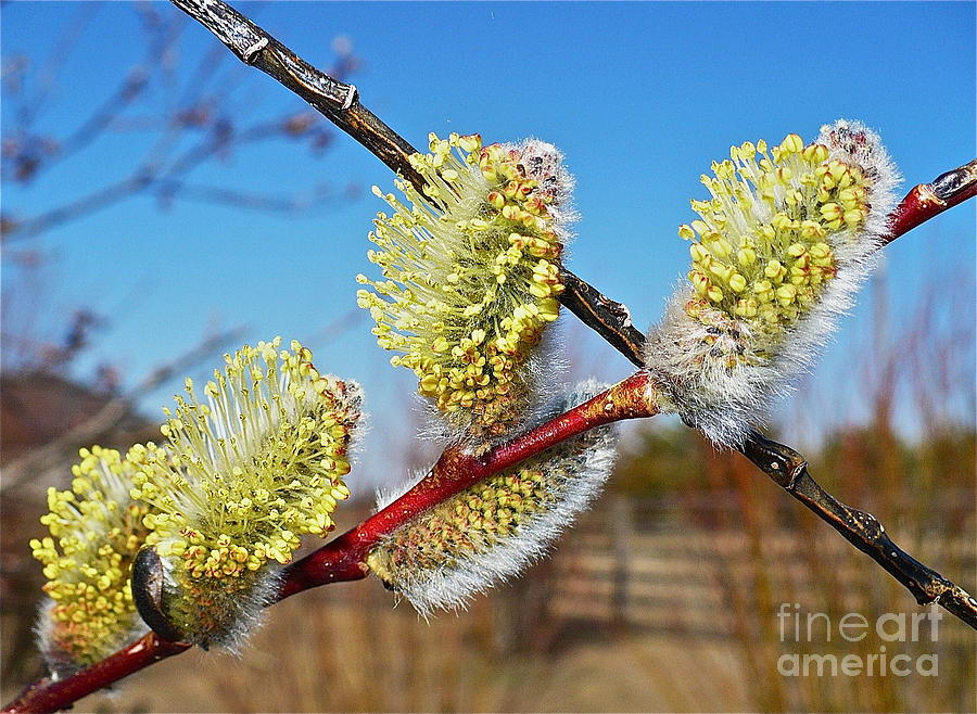 Willow Buds Photograph by Linda Bianic
