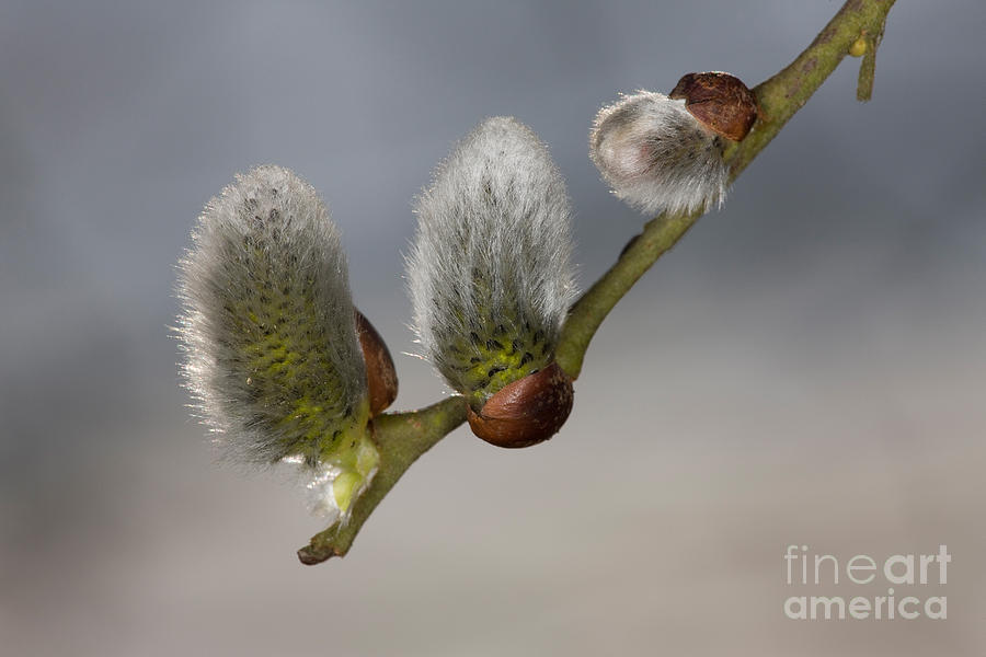 Willow Catkins Photograph by Wolfgang Herath