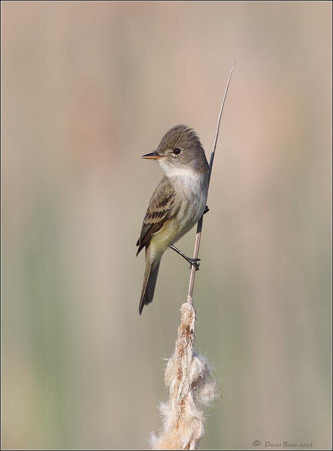 Willow Flycatcher Photograph by Daniel Behm