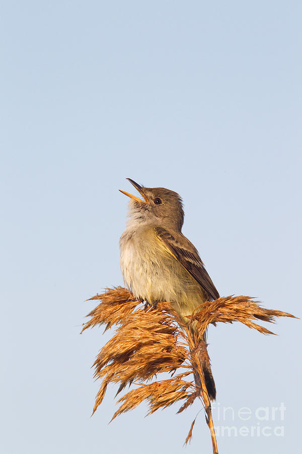 Wildlife Photograph - Willow Flycatcher by Jim Zipp