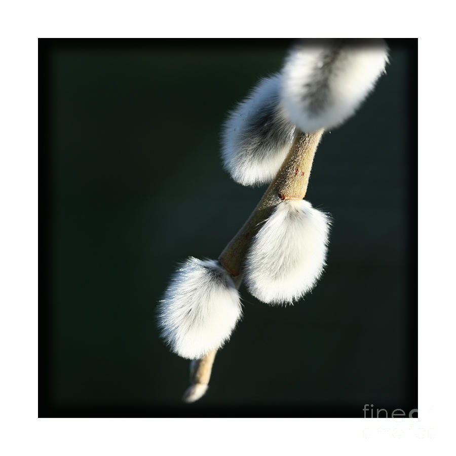 Black And White Photograph - Willow on Black by Liz  Alderdice
