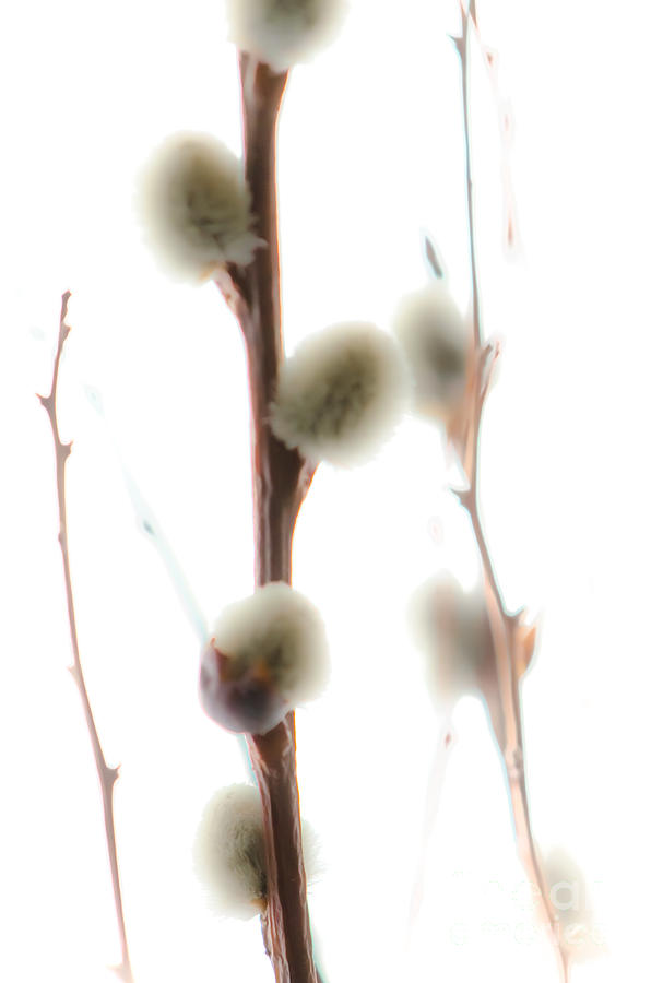 Willow On White Photograph by Michael Arend