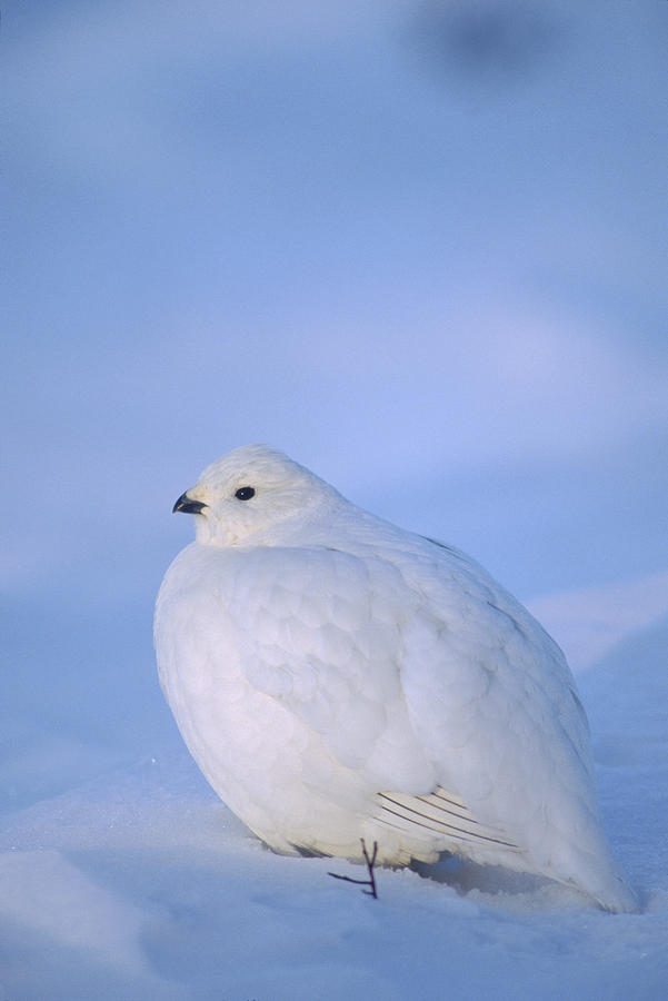 Willow Ptarmigan In White Winter Alaska Photograph by Michael Quinton