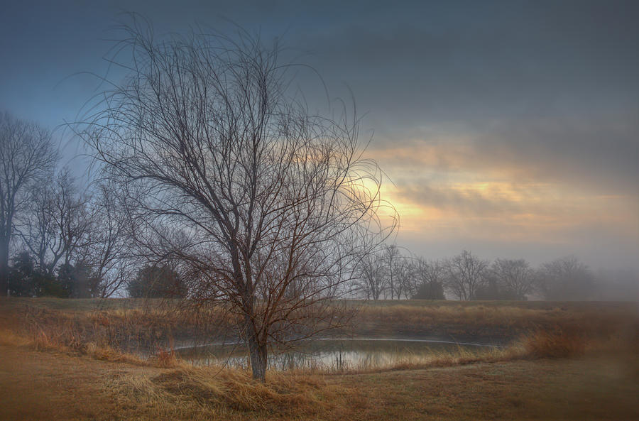 Willow Sunrise Photograph by Mark Alder