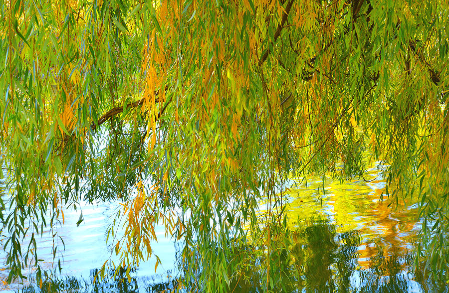 Fall Photograph - Willow by Tim Reaves