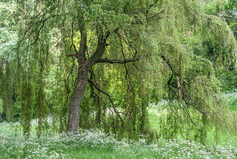 Spring Photograph - Willow Tree at the Edge of Pond 1 by Jenny Rainbow