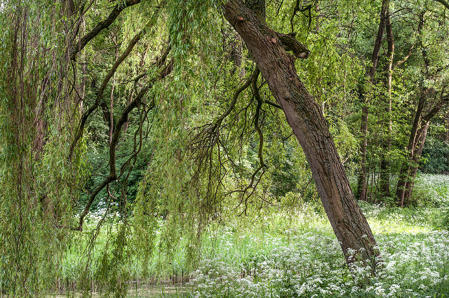 Willow Tree at the Edge of Pond Photograph by Jenny Rainbow
