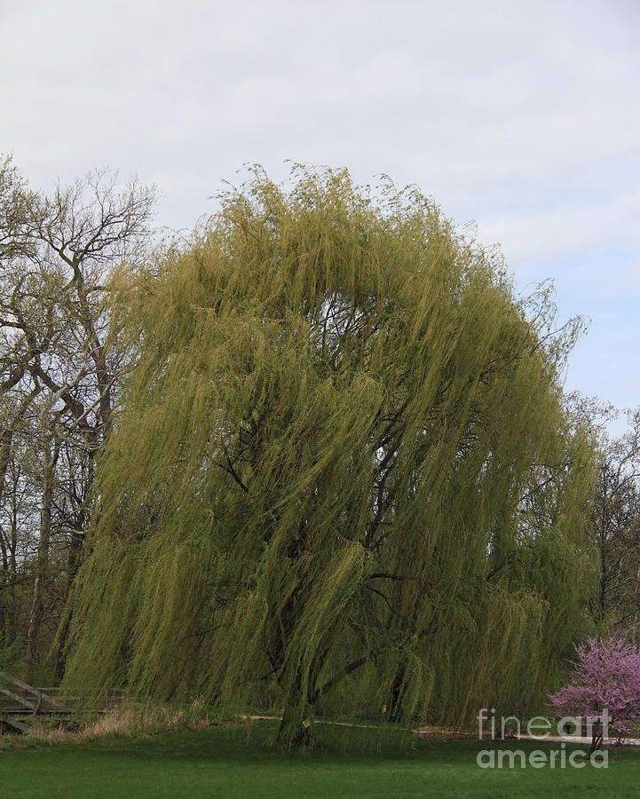 Spring Photograph - Willow Tree in Early Spring by Anne Nordhaus-Bike