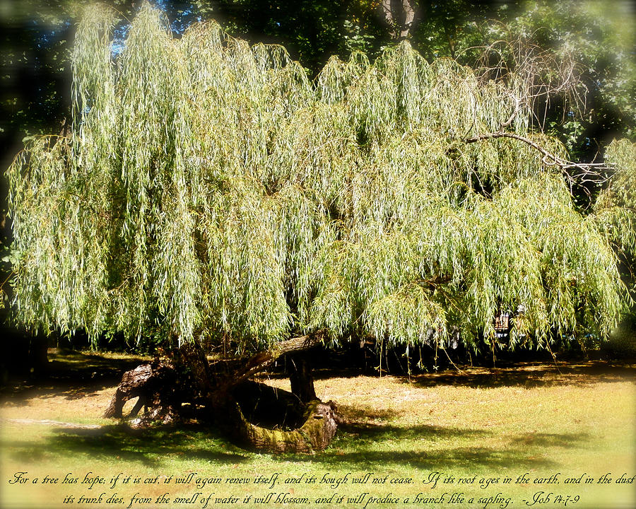 Inspirational Photograph - Willow Tree with Job verse by Richard Bryce and Family