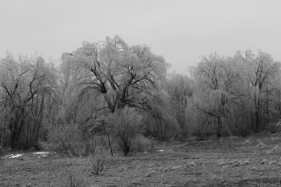 Willow Trees Iced B/W Photograph by Carrie Godwin