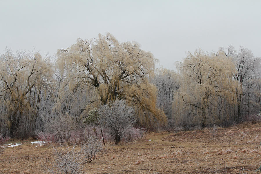 Willow Trees Iced Photograph by Carrie Godwin