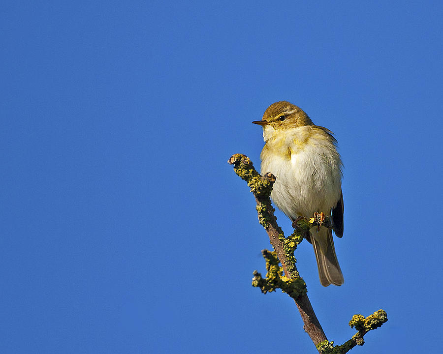 Willow Warbler Photograph by Paul Scoullar