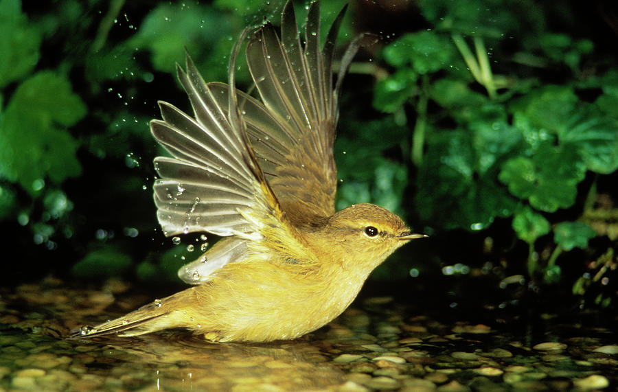 Willow Warbler Bathing Photograph by Duncan Usher