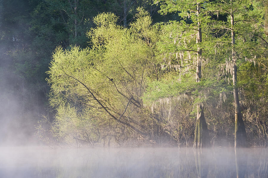 Willows And Bald Cypress In Fog Photograph by Jeffrey Lepore