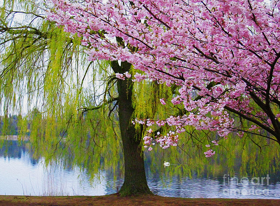 Willows and Cherry Blossoms Photograph by Nina Silver