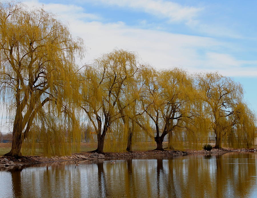 Willows By The Pond Photograph by Trent Mallett