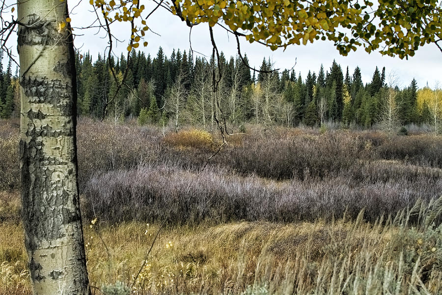 Willows Flat on an Autumn Day No. 2 - Grand Tetons Photograph by Belinda Greb