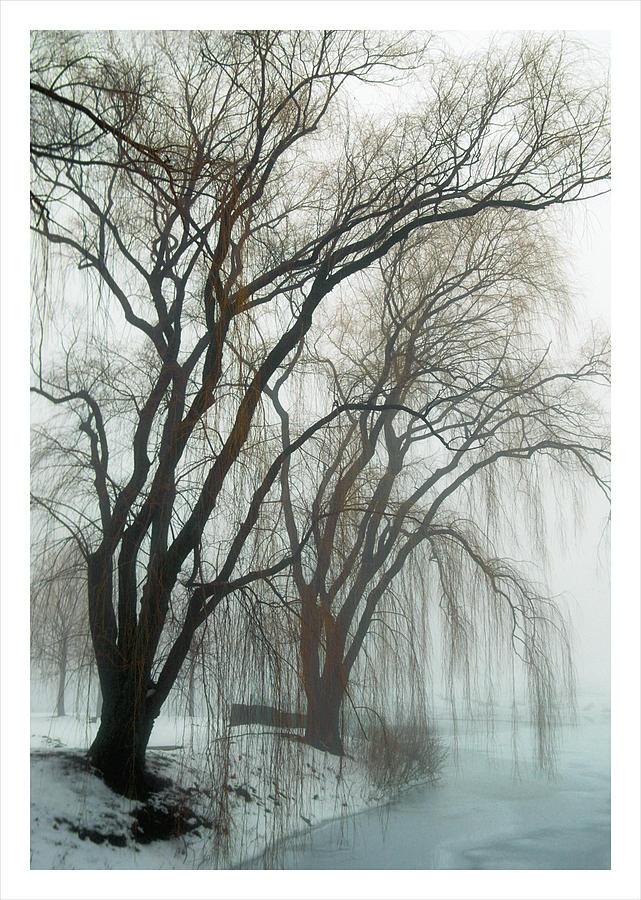 Willows in fog Photograph by Elvira Butler