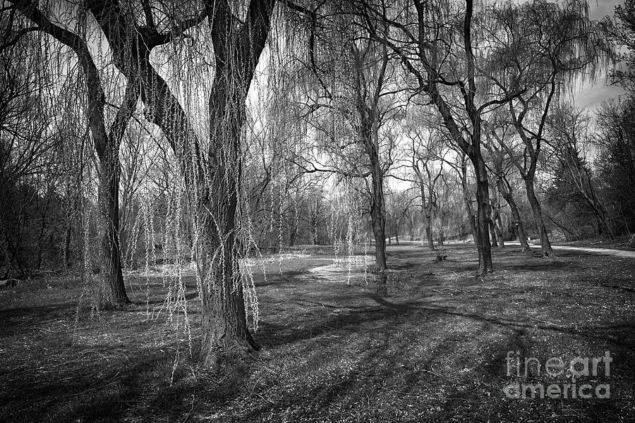 Black And White Photograph - Willows in spring park by Elena Elisseeva