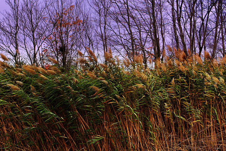 Willows in the wind Bristol Rhode Island Photograph by Tom Prendergast