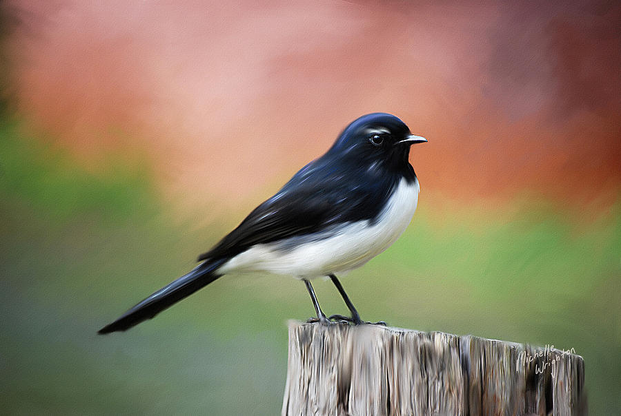Willy Wagtail Austalian Bird Painting Painting by Michelle Wrighton