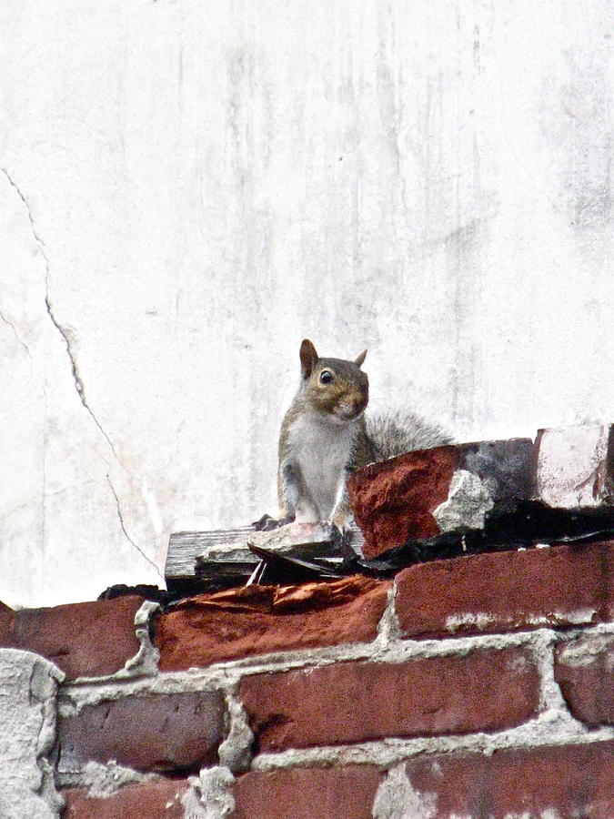 Squirrel Photograph - Wilmington - 1549 - Urban Squirrel by Sandy Tolman