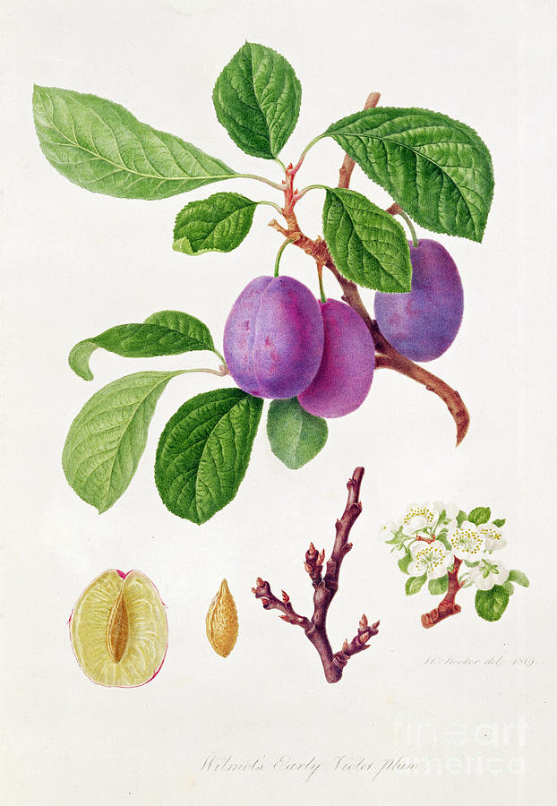 Wilmots Early Violet Plum Painting by William Hooker