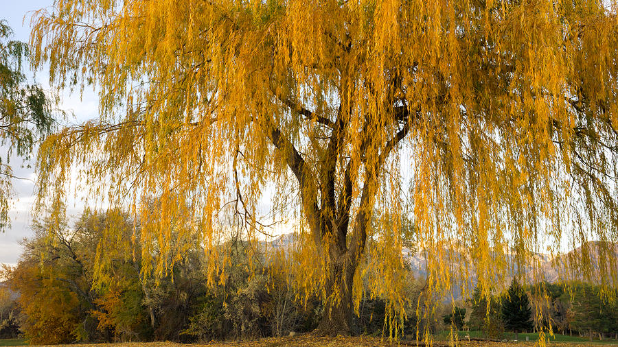 Willow Yellow Rain Photograph