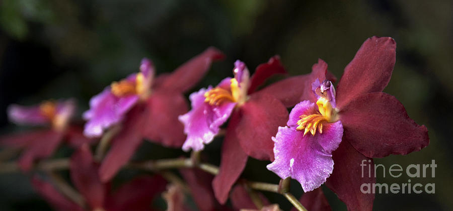 Orchid Photograph - Wilsonara Jean DuPont Firey  7965 by Terri Winkler