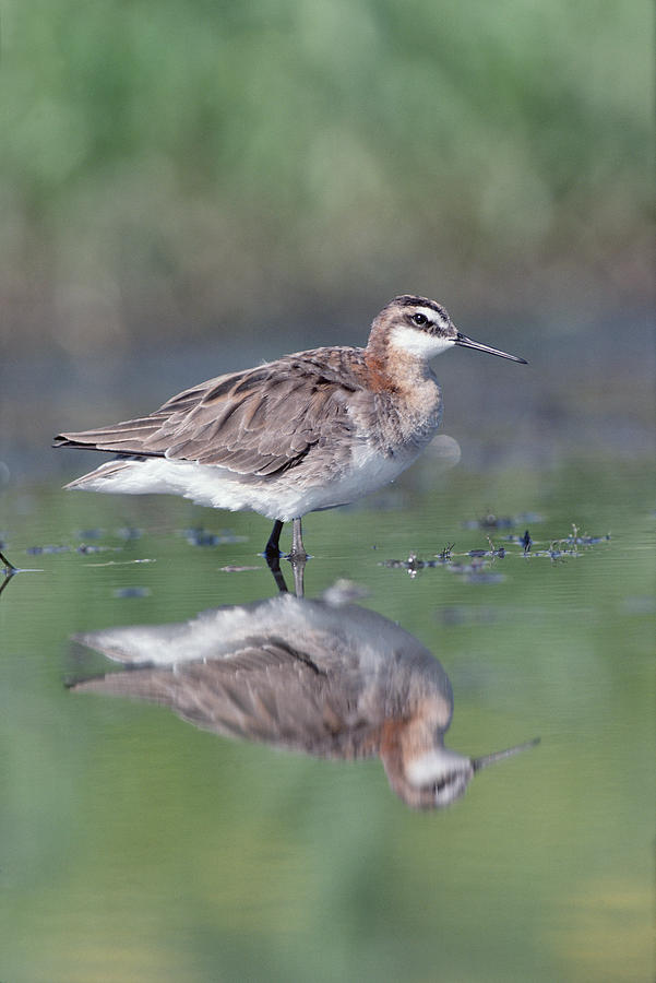 Wilsons Phalarope And Reflection Photograph by Tim Fitzharris